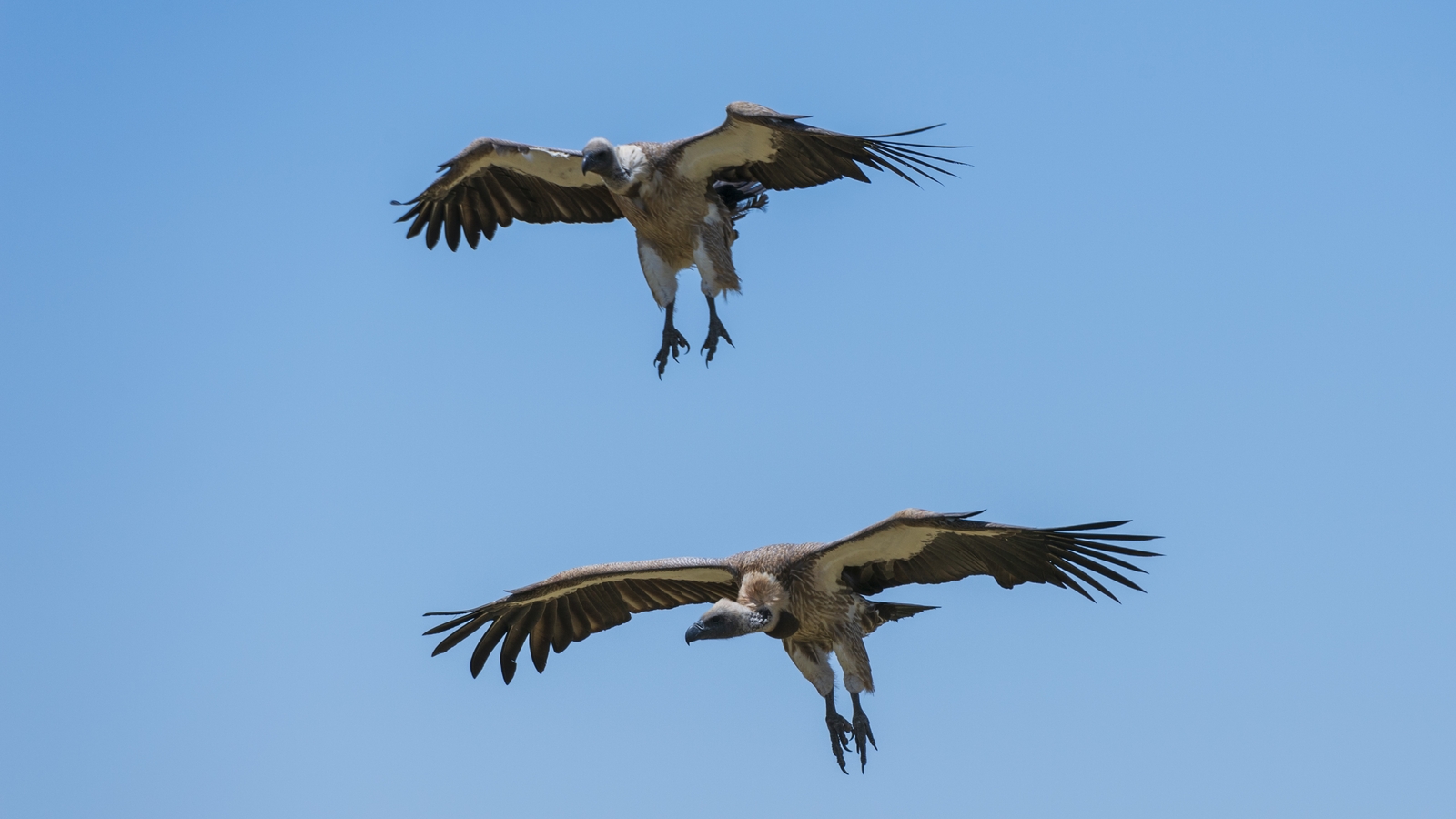 Endangered vultures poisoned to death in Africa