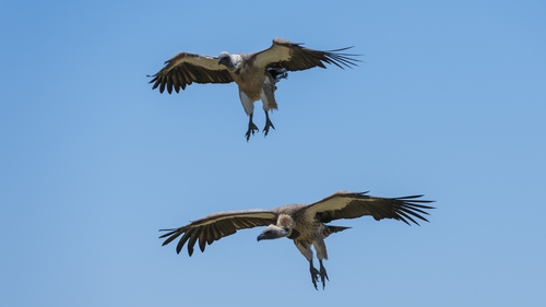 White-backed vultures are often targeted by poachers (File image)