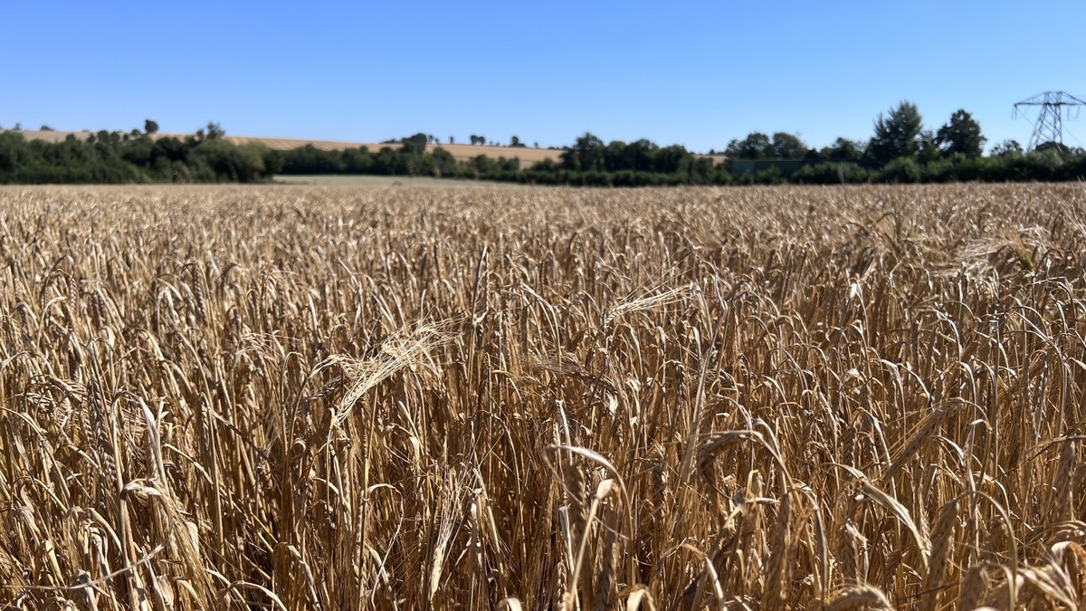 How are Ukrainian Farmers getting on? CountryWide RTÉ Radio 1