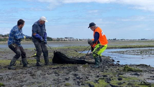 Members of the Bull Island Action Group use grappling hooks and ropes to drag an old mattress out of the nature reserve at low tide