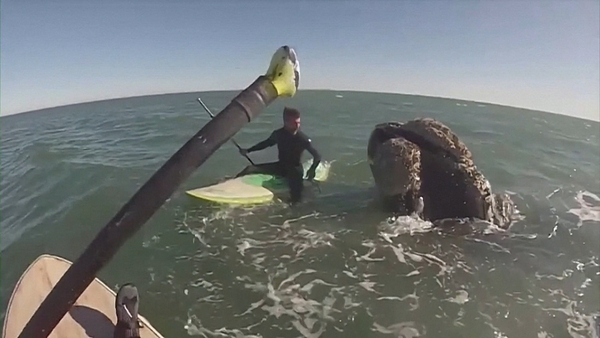 One of the paddleboarders is pushed off his board by one of the animals