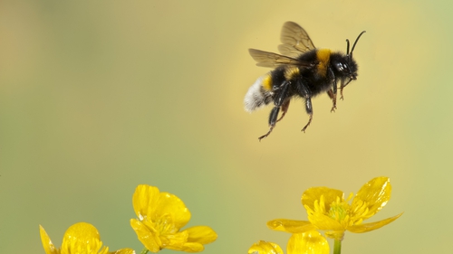 Using digital images, researchers looked at asymmetry in bumblebee wings as an indicator of stress (stock image)