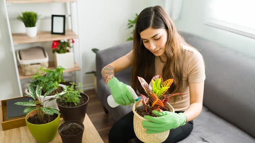 You don't need to be a self-professed "plant parent" to experience the health benefits of houseplants. Photo: Antoniodiaz/ Shutterstock