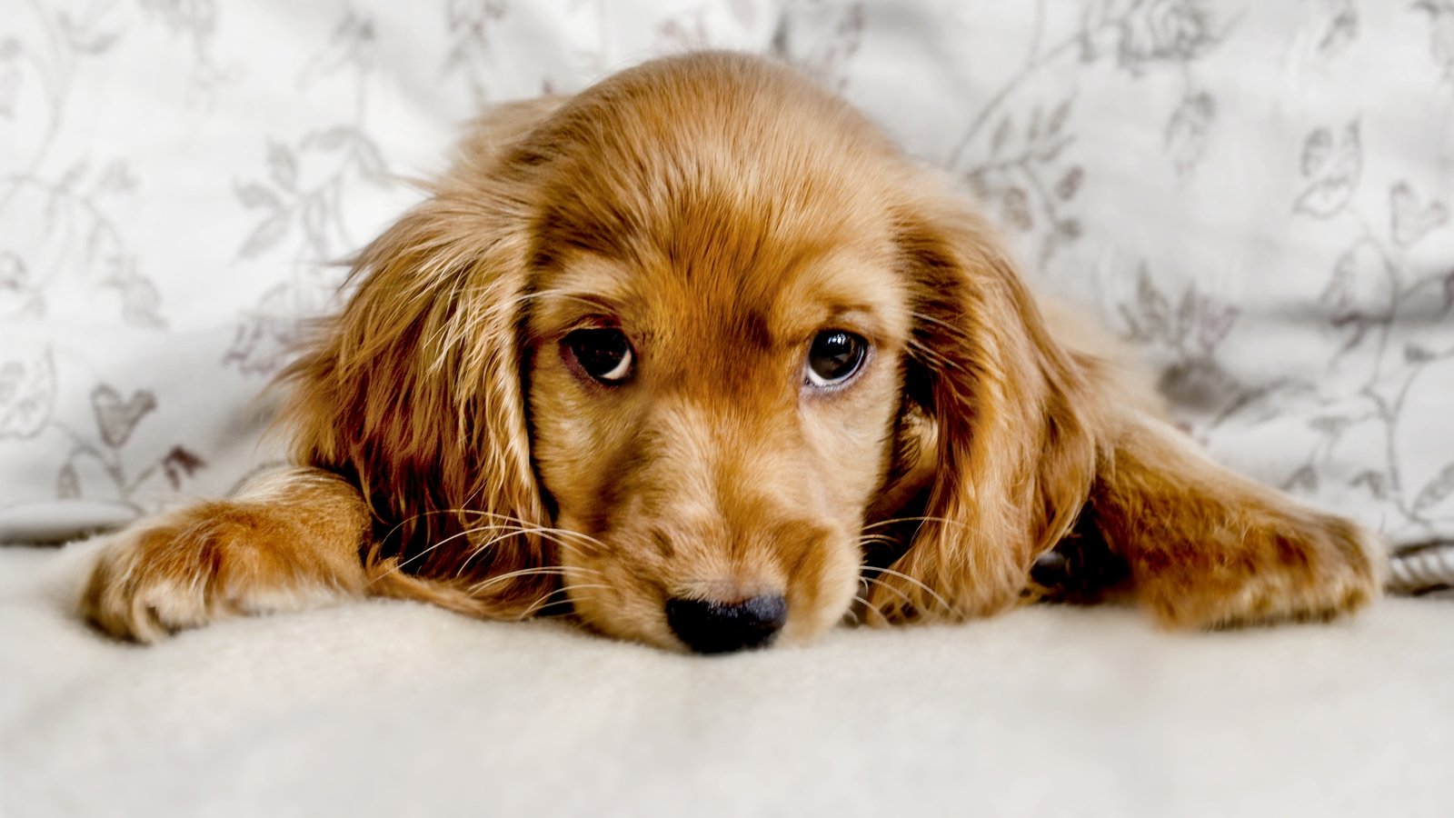 dogs-get-teary-eyed-when-reuniting-with-owners-study