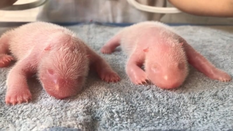 Giant panda gives birth