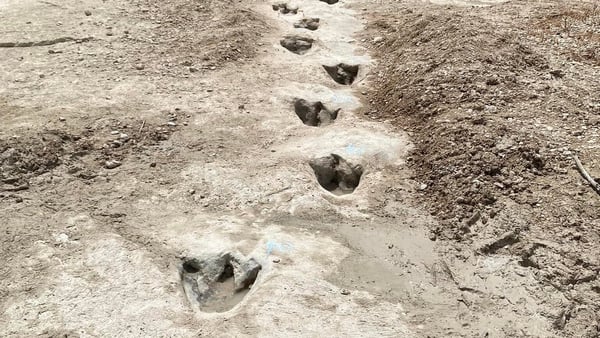 Texas Parks and Wildlife Department said dry weather made the dinosaur tracks visible (Pic: Dinosaur Valley State Park)