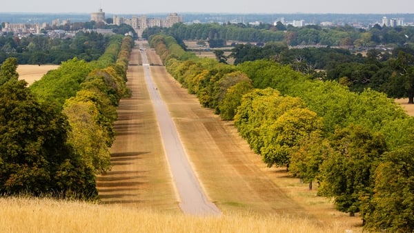 Sun-bleached grass is pictured alongside the Long Walk during the Summer in Windsor Great Park in England