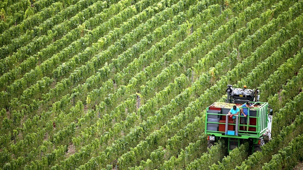 Harvesters collect Chardonnay grapes for Champagne wine in a vineyard, in Montgueux, central France