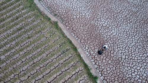 A farmer in Neijiang inspects a field cracked due to drought
