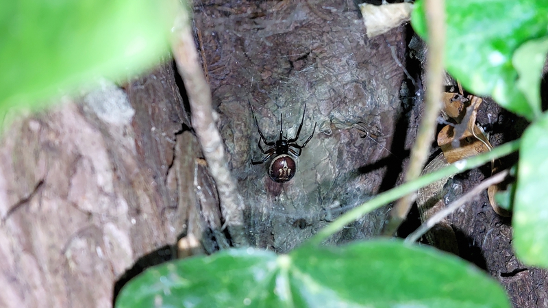 Claiming of the shrew: False widow spider eats mammal