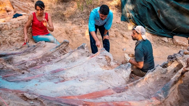 Huesos de dinosaurio saurópodo en Pombal, Portugal