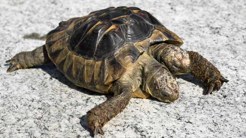 Birthday Cheers As Two Headed Tortoise Janus Turns 25 