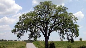 Naturefile - Elm trees
