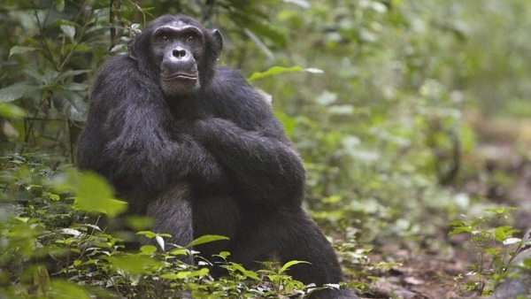 Marching to the beat of their own drum: The chimps in Uganda's Budongo Forest have been observed pounding out their signature beat which can be heard up to a kilometer away.