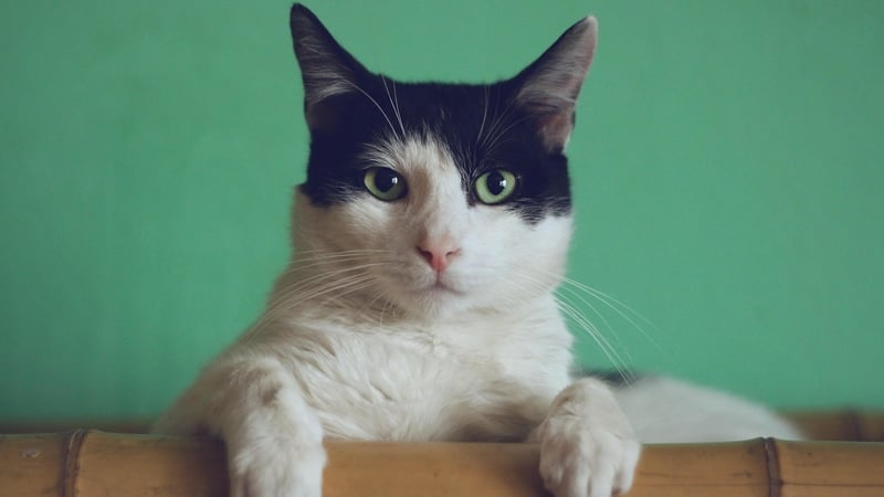 Of course I love you. Photo: Manja Vitolic/Unsplash