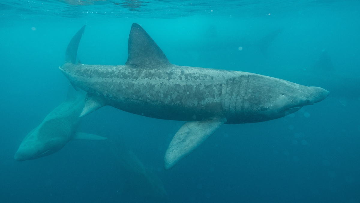 Researchers capture hard data detailing how endangered basking sharks ...