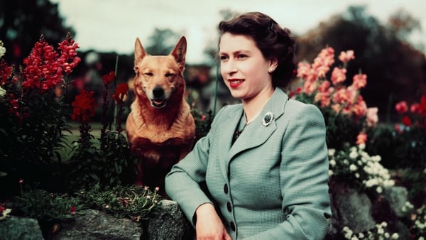 Queen Elizabeth pictured with one of her corgis in 1952