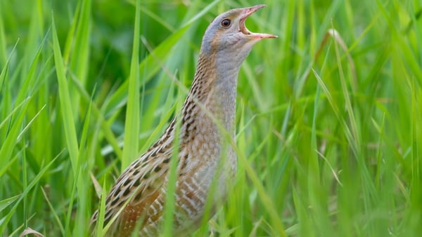 The Corncrake is a meadow bird that was badly affected by changes in farming practices over the decades