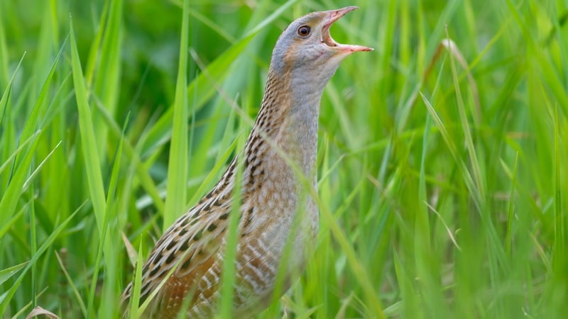 John Carey of the Corncrake Life Project told RTÉ's Countrywide that field workers are confirming reports of corncrakes in full voice