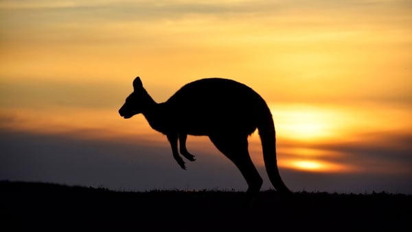 The Great Southern region of Western Australia is home to the western grey kangaroo