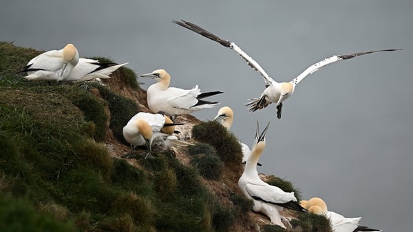Gannets are seen in this file picture