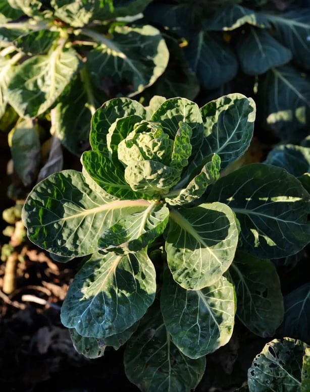 Winter cabbages growing in a vegetable patch (Alamy/PA)