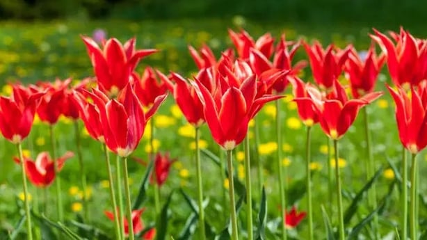 'Aladdin' tulips (Alamy/PA)