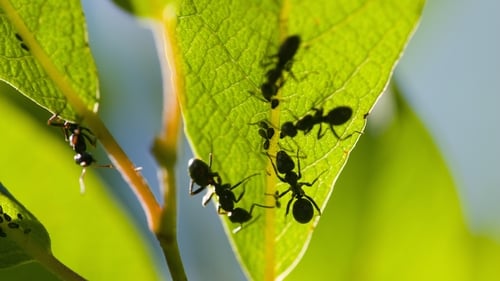 How many ants are on Earth? 20 quadrillion, study says