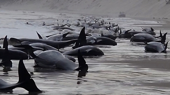 About 200 pilot whales perish on Australian beach About 200 pilot whales perish on Australian beach