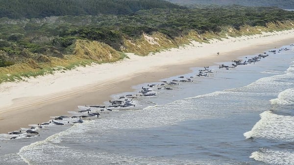 Just 35 of the approximately 230 beached whales are still alive, according to state wildlife services, who described a tough battle ahead to rescue survivors