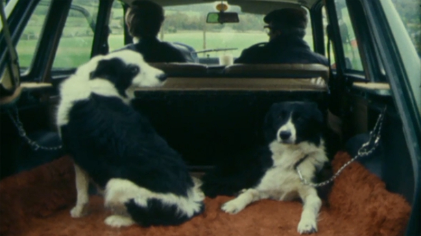 Dogs at the Roundwood Sheepdog Trials in 1977