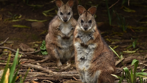 Australia vows to stop extinction of 110 animal species Australia vows to stop extinction of 110 animal species
