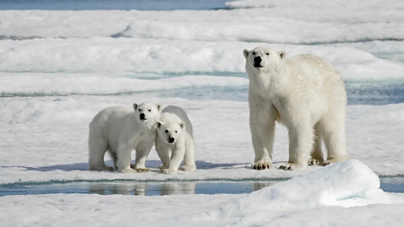 Polar bears eating reindeer normal behaviour or climate change?