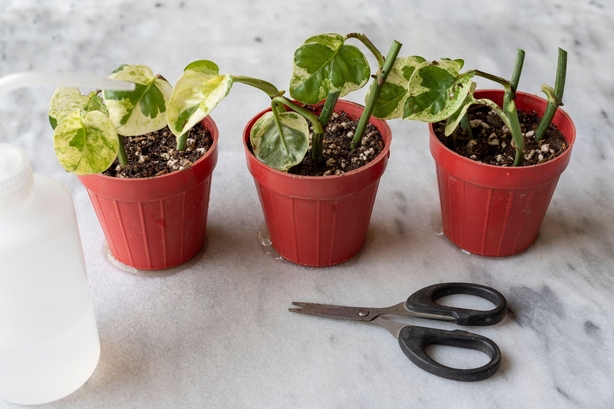 Propagating pothos (Alamy/PA)