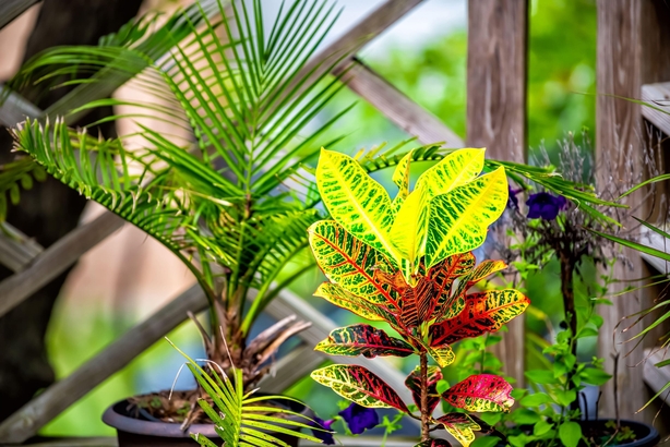 Houseplants outside in summer (Alamy/PA)