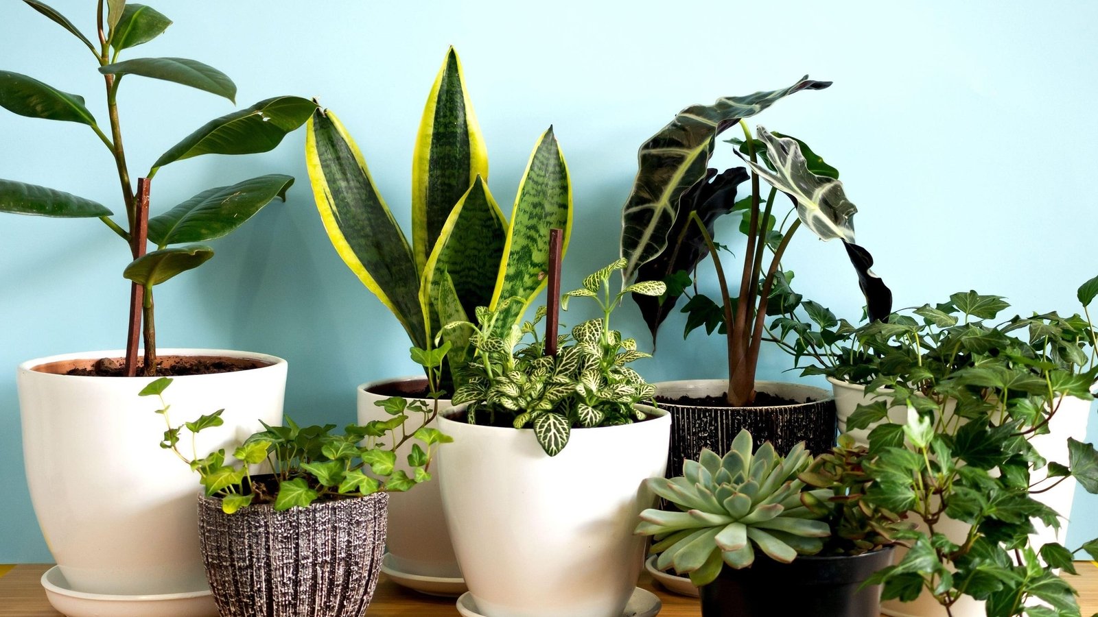 What Not To Do To Your Houseplants If You Want Them To Survive