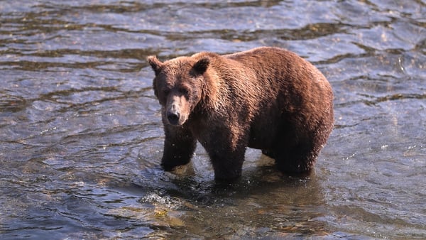 Brown bears can weigh half a tonne and outrun a human (Stock image)