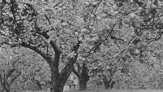 Apple orchard, Armagh (1962)