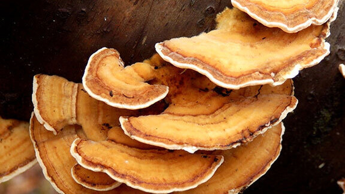 Naturefile - Bracket Fungi