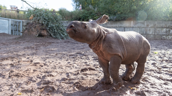The public are invited to suggest a name for the rhino calf who was born on 19 September