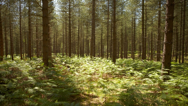 The Government aims to get forest cover in the country up to 18% from the existing 11% by planting 8,000 hectares of new forest every year (Stock image)