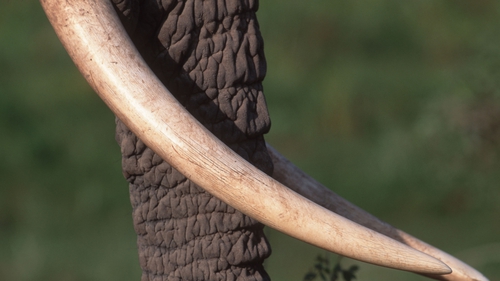 The man was caught with two pieces of ivory weighing almost 10kg (file image)