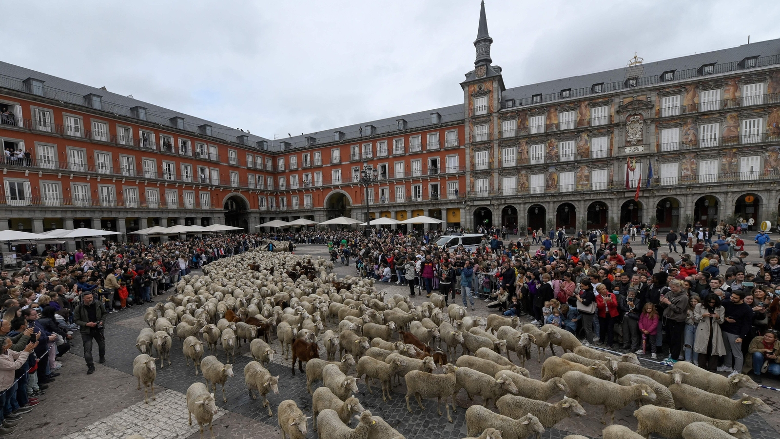 spanish-farmers-herd-sheep-through-central-madrid