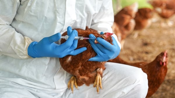 Poultry owners are being warned to remain vigilant (Stock image)