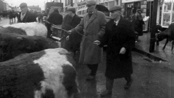 Cattle drovers at Castleisland Fair in County Kerry, 1967