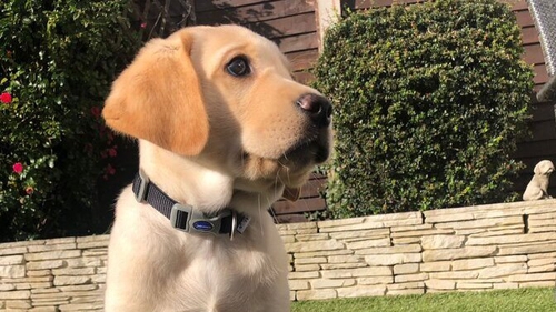 Six-week-old Diego is being raised to become a guide dog