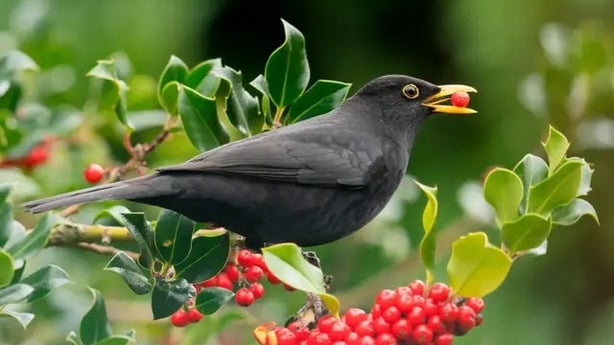 Birds rely on plants during winter (Alamy/PA)