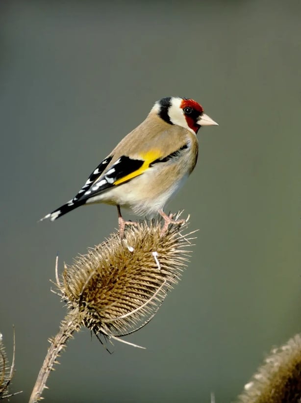Goldfinch on a teasel (Alamy/PA)