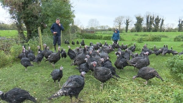 Turkey farmers John and Fiona Curran looking after their flock in Co Meath