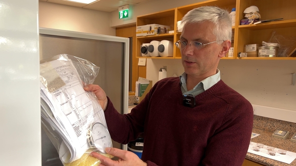Dr Colin Kelleher inspects seed which is being processed for the National Seed Bank.